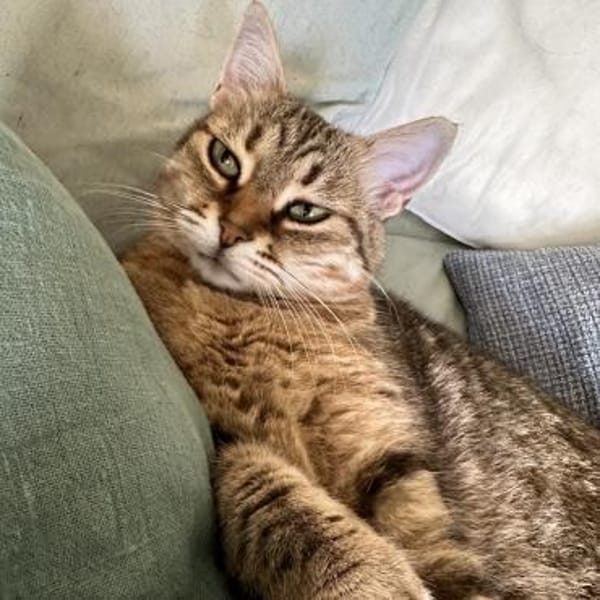 Schmusekatze Marcella möchte umziehen