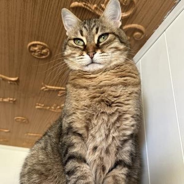 Schmusekatze Marcella möchte umziehen