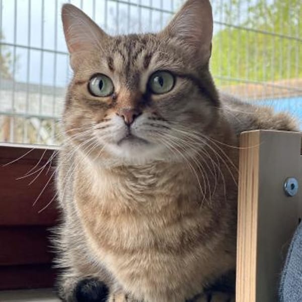 Schmusekatze Marcella möchte umziehen
