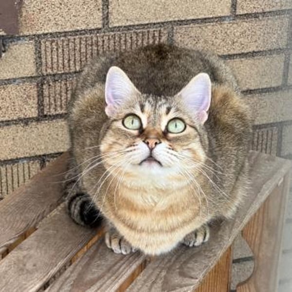 Schmusekatze Marcella möchte umziehen