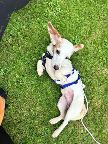 Klein DANILO 💙 sucht sein grosses Glück