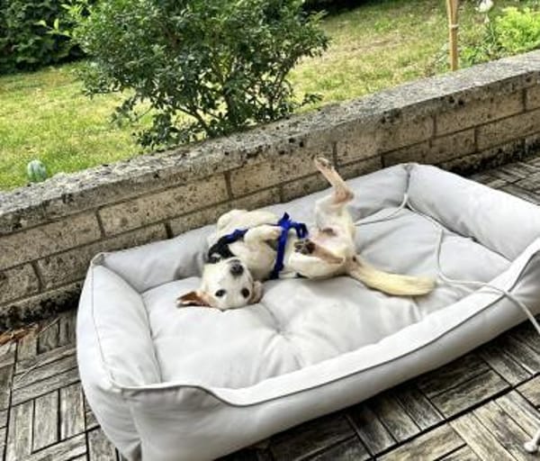 Klein DANILO 💙 sucht sein grosses Glück
