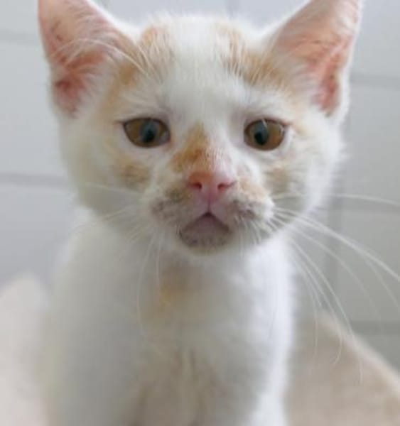 Katzenkind Maja