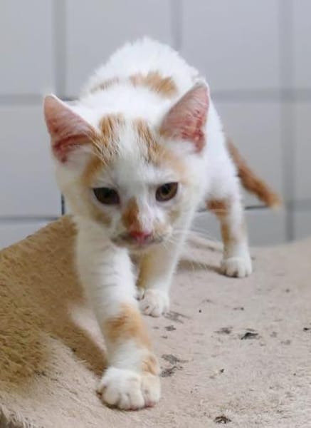 Katzenkind Maja