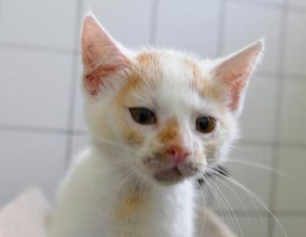 Katzenkind Maja