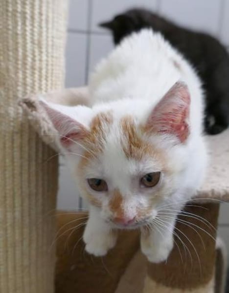 Katzenkind Maja