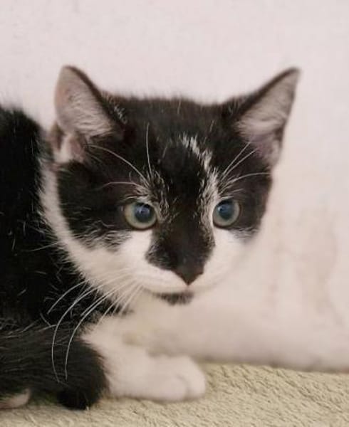 Katzenkind Lola