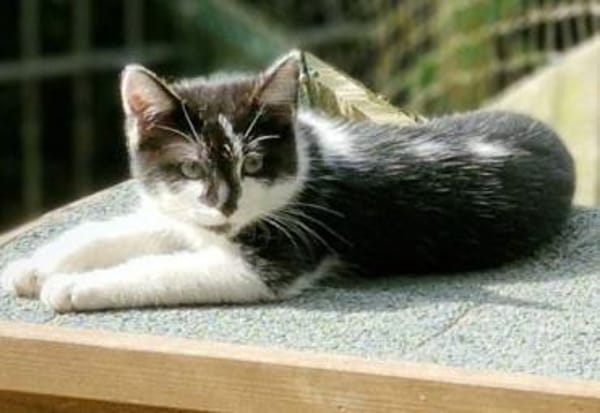 Katzenkind Lola