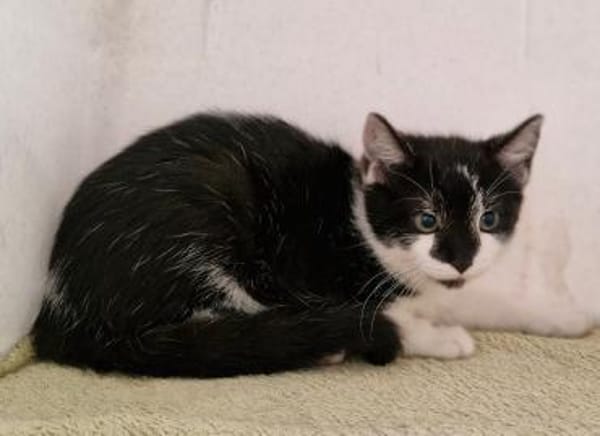 Katzenkind Lola