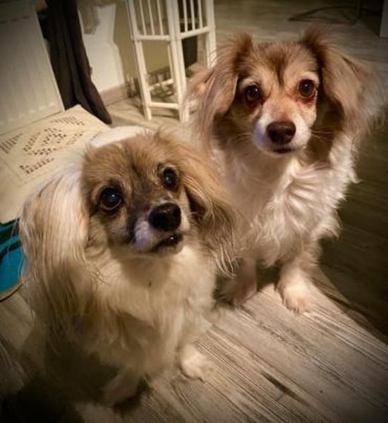 Wer verliebt sich in das süße Duo