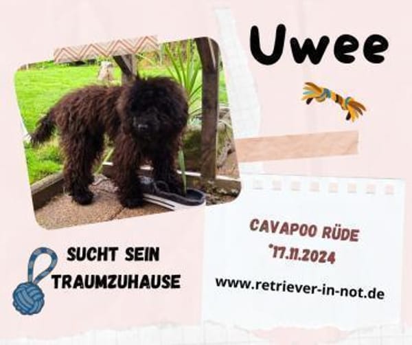 Uwee - Zuhause gesucht !