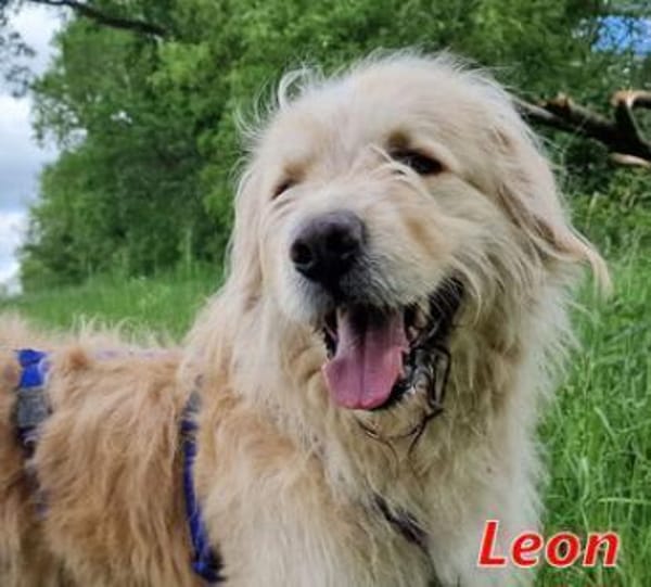 LEON - Gnadenbrothund