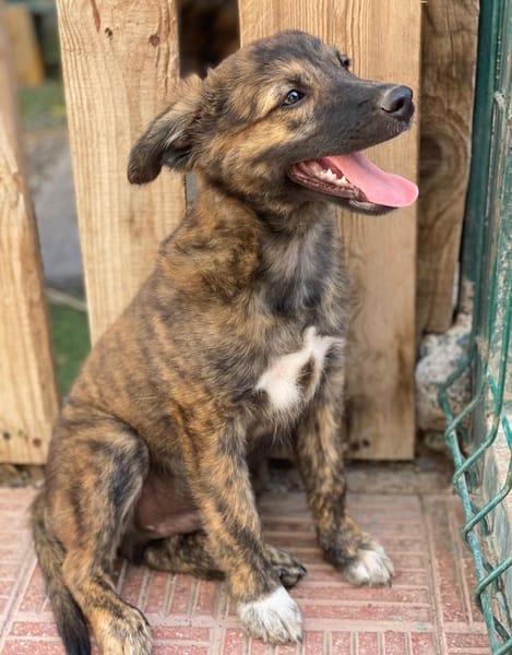 DENVER - zauberhafte Welpe 🐶💖