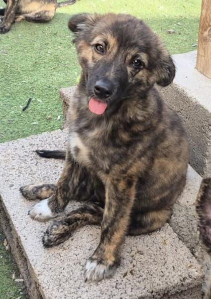 DENVER - zauberhafte Welpe 🐶💖