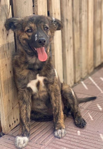 DENVER - zauberhafte Welpe 🐶💖
