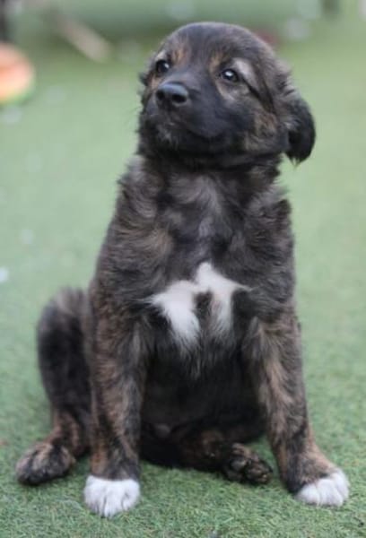 DENVER - zauberhafte Welpe 🐶💖