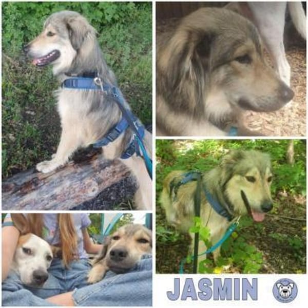 JASMIN -anhänglich & angenehm-