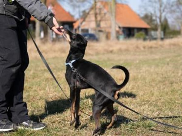 Bodi - topfit und kinderlieb