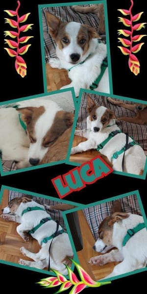 Süßer Luca wartet in 91278 Pottenstein!