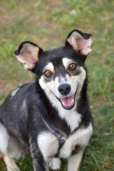 Nova - katzenverträglicher Familienhund
