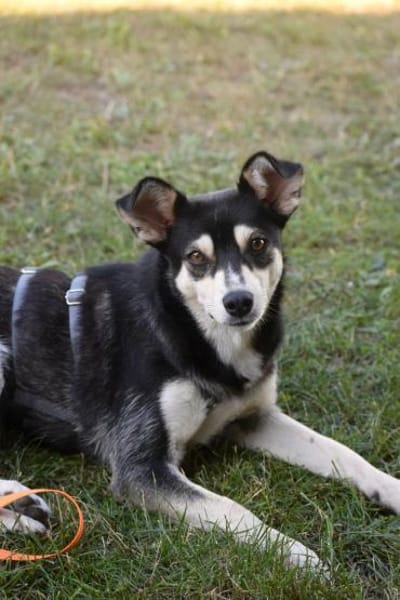 Nova - katzenverträglicher Familienhund