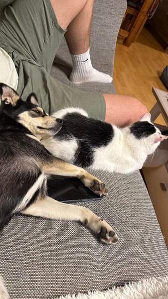 Nova - katzenverträglicher Familienhund
