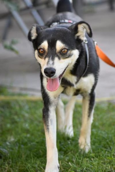 Nova - katzenverträglicher Familienhund