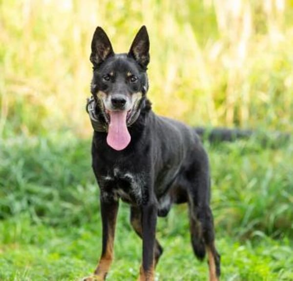 Misha❤suchrt warmes Körbchen