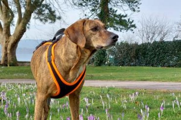 Romeo - wartet in 78315 Radolfzell