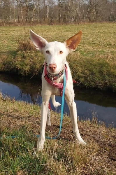 Milky vom Schattenhund zum Reiseprofi