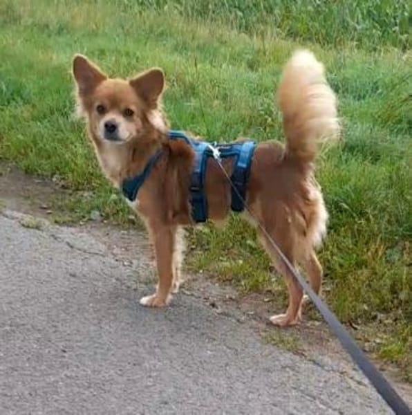 Coco sucht ein Zuhause