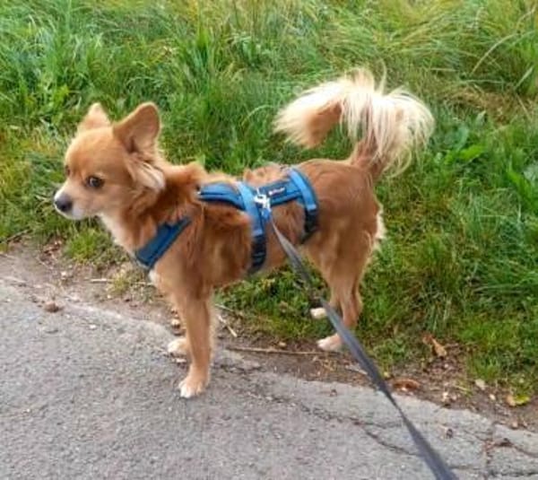 Coco sucht ein Zuhause