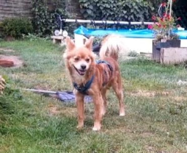 Coco sucht ein Zuhause