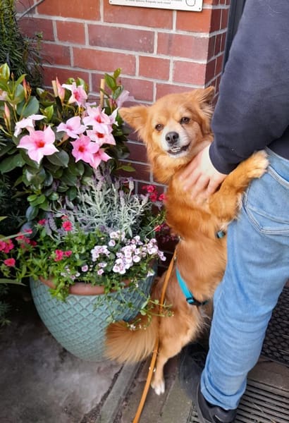 Coco sucht ein Zuhause