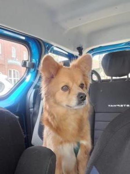 Coco sucht ein Zuhause