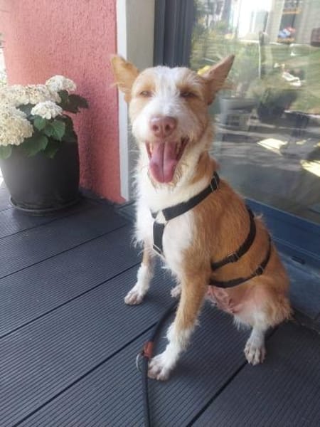 Wuschelmaus Estrelinha