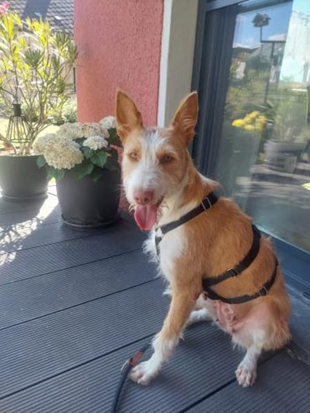 Wuschelmaus Estrelinha