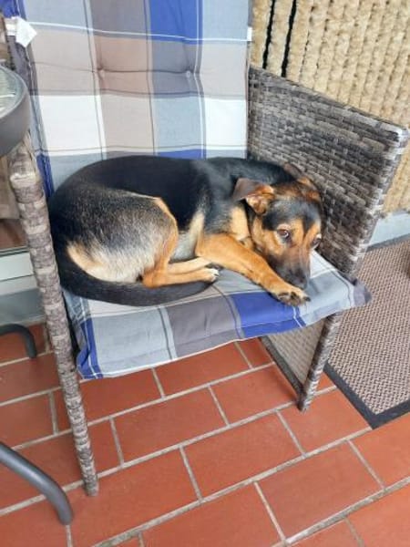 Kleiner lieber Rüde Jerry 1 Jahre