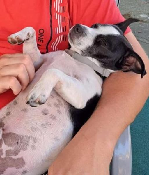 süßer Jack-Russel Amigo