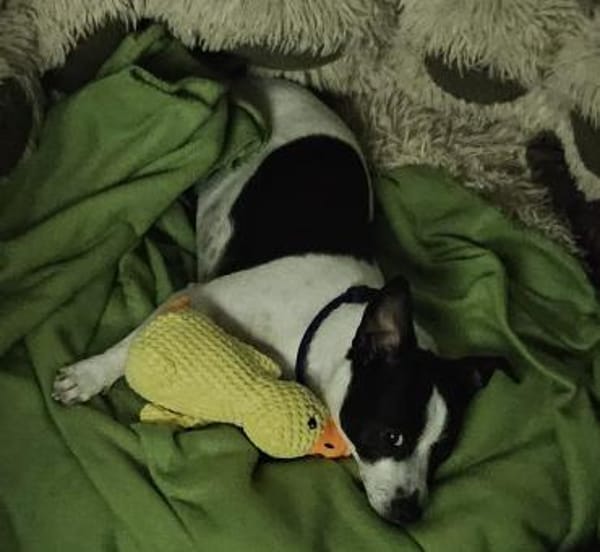 süßer Jack-Russel Amigo