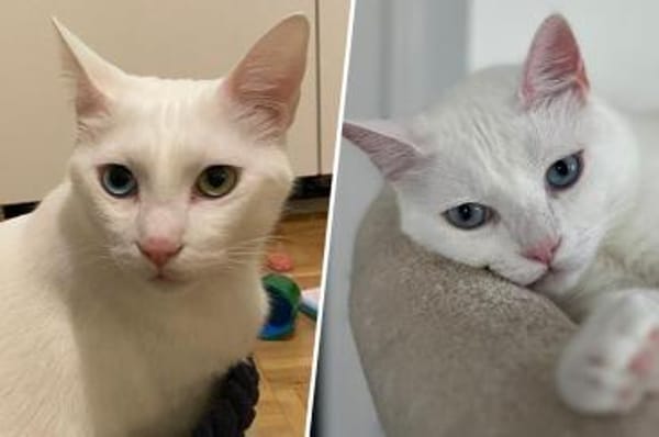 Moon & Bowie