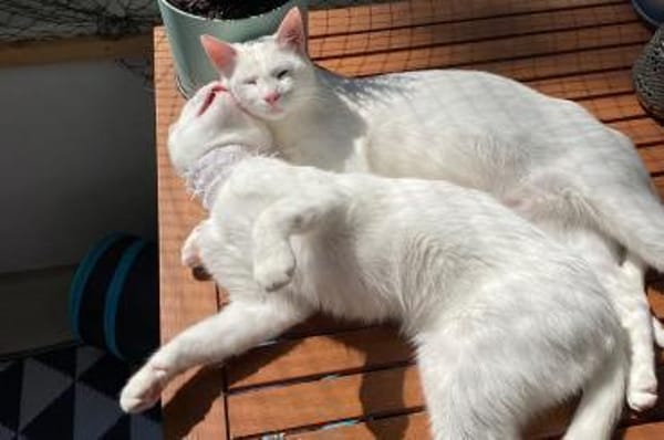 Moon & Bowie