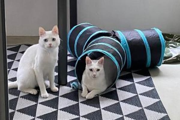 Moon & Bowie