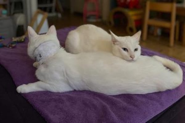 Moon & Bowie