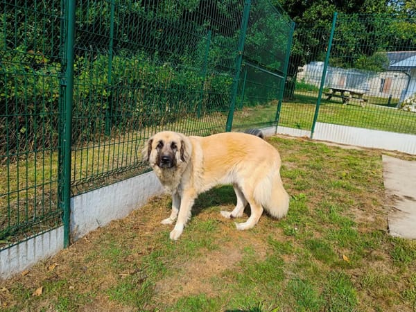 VINDALOO QCN (réservée)