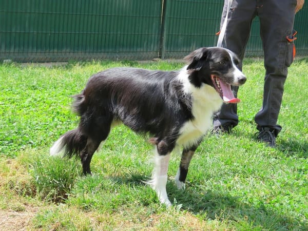 ARES (réservé)
