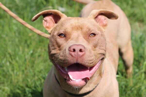 PUMBA