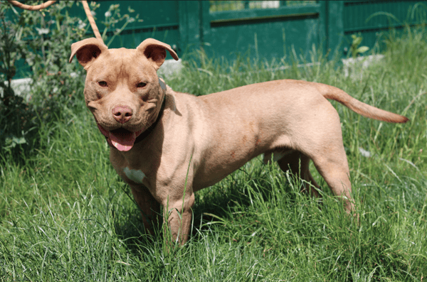 PUMBA