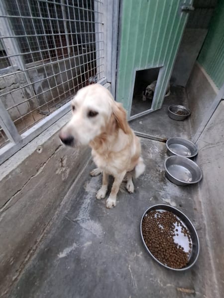 DORY mix golden retriever