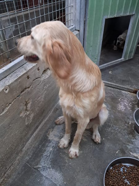 DORY mix golden retriever
